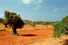 Land: Ibiza