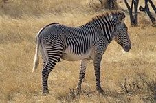 Land: Kenia/Tansania