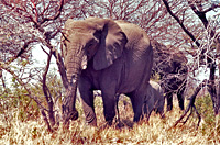 Land: Namibia/Victoria Falls